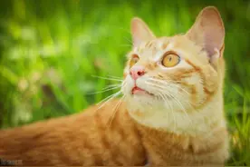 大橘猫的幸福生活8，满血复活第一架，大橘终于要当爸图片