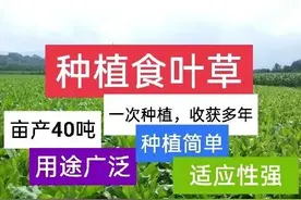 食叶草亩产40多吨，一次种植收获几十年，这是真的吗？图片