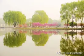 人间浪漫 盛放的郁金香图片