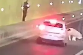 一只猪从高速行驶的货车中跳下，山西交警：被后方车辆撞死，已做无害化处理图片