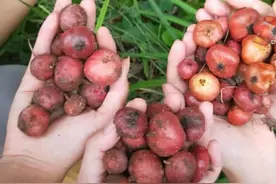 小时候常见的“野果子”，你能叫上名字吗？图片