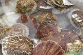 常见的贝类都有哪些?有什么食用价值?图片