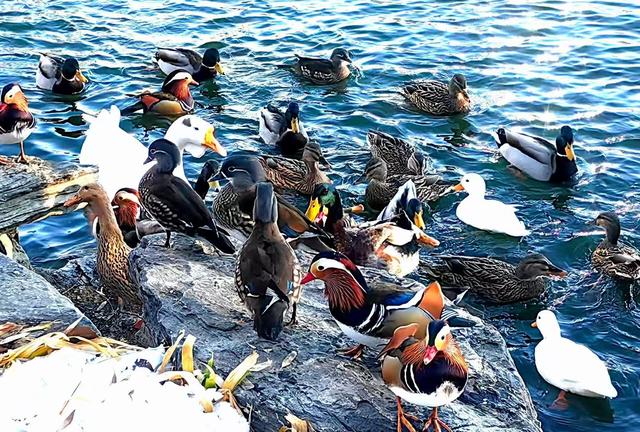 北京农展馆后湖，何以引来百鸟嬉？现场探秘——