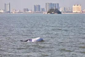 中华白海豚现身福建厦门海域，总台记者现场见证！图片