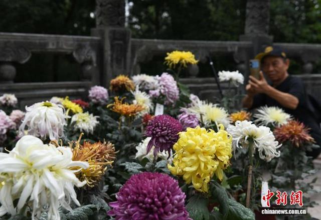 赏菊正当时 重庆华岩寺菊花展吸引市民打卡