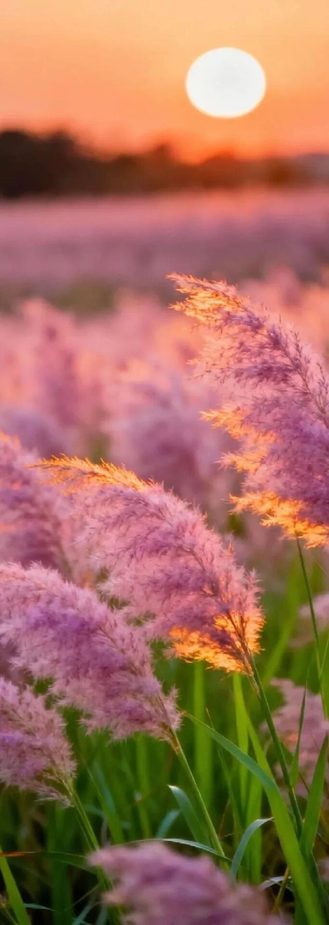 原来冬日里的江西，也会“花开成海”！