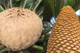 万物“川”行 揭开四川生物多样性的守护密码图片