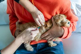 狂犬病发病数17年来首次上升！规范预防刻不容缓图片