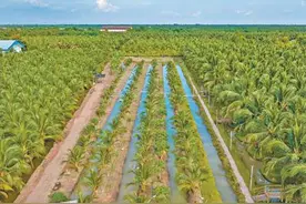 椰子飘香  机遇共享（进博会故事）图片