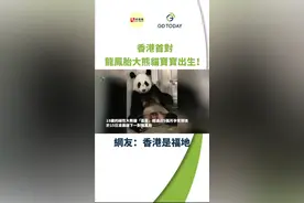 香港首对龙凤胎大熊猫宝宝数月后可与公众见面，网友：香港是福地图片