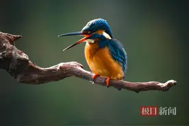 摄影爱好者专注守候，只为定格翠鸟捕鱼的精彩瞬间图片