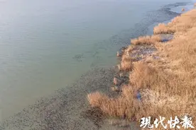 94186只！苏州单次水鸟观测的数量最高纪录刷新图片