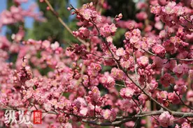 春游式Citywalk来了！石家庄城区道路沿线赏花地图发布图片