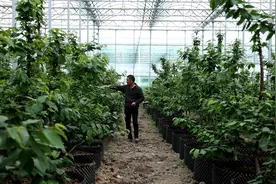 “樱桃匠人”周海东：下决心砍掉两千棵樱桃树，扎根果园只为一件事图片