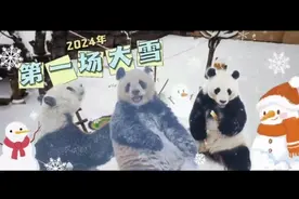 看看玩雪的大熊猫！龙年初雪 ，石家庄市动物园雪景不赖图片