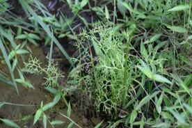 “国保”蕨类植物新发现！“坝光水蕨”正式被命名图片