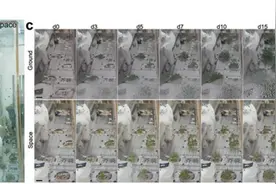 重点来了！中国空间站将在这4个领域持续发力图片