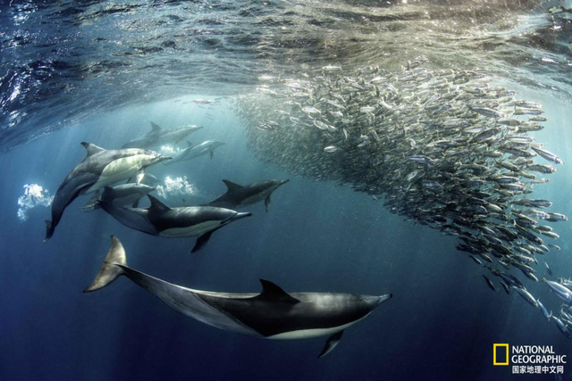 见证百万沙丁鱼集体巡游，南非之美远不止一座开普敦
