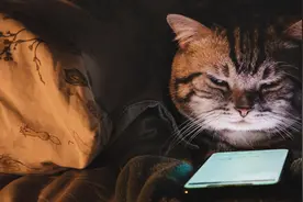 一周涨粉10万，谁在靠猫meme走红？图片