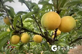 【走进红色美丽村庄·弄染村②】1800亩蜂糖李 “甜蜜”促增收图片