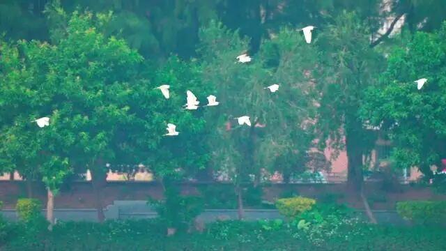 到肇庆，邂逅一场岭南绚彩之冬！