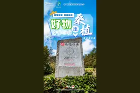 好物出桑植② | 桑植白茶图片