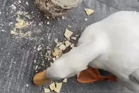 男子顺走柯尔鸭吃掉，赔8000元！图片