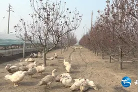 河南太康：特色养殖助发展 乡村振兴底气足图片