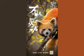 【冰雪旅游看川西】呆萌可爱又出圈的“山闷墩儿”——小熊猫图片