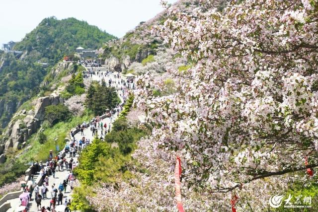 海棠映岱宗 汉服耀山巅 封禅12花神与百名汉服爱好者齐聚泰山巡游
