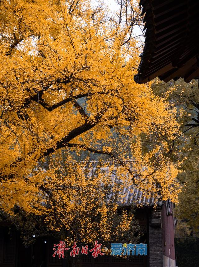 别错过最佳观赏期 一起邂逅满城红黄限定秋景