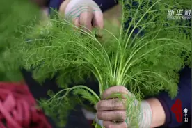 千城百县看中国｜河北海兴：多刀茴香飘香致富路图片