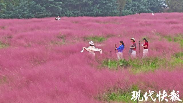 @南京人，江边这片“粉色海洋”等你打卡