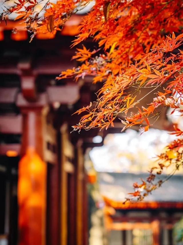 合肥的秋天，不基础