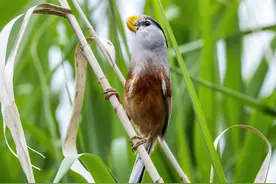 文化中国行丨江苏建湖：淮音袅袅入湿地 古村新韵绘新景（20）图片