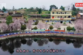 视频丨湖南新田：紫叶李花开扮靓家门口图片