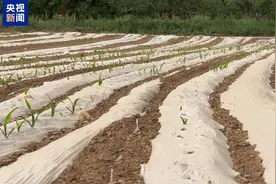 气温持续偏高  甘肃已有25个县区发生旱情图片