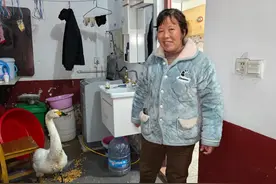 捡到“大鹅”，却发现不对劲，益阳一村民无意中救下国家二级保护动物小天鹅图片