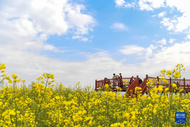 陕西汉中：金色花海里的农文旅融合新图景