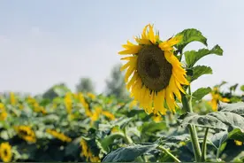 向日葵花开正好图片