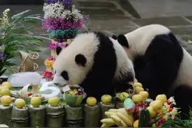 迎中秋，集体庆生！熊猫中心雅安基地迎来大熊猫生日季图片