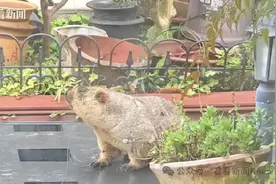 上海一小区惊现土拨鼠！重达10斤，偷吃菜还咬电线……图片