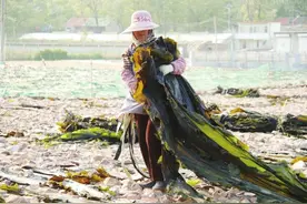 长岛大钦岛乡打造多样化旅游新场景图片