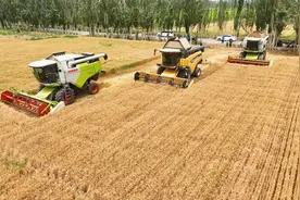 26.5万亩冬小麦开镰收割 奏响夏日丰收曲图片