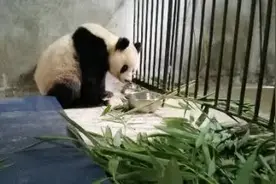 后续来了！西安周至被救大熊猫最新情况公布图片
