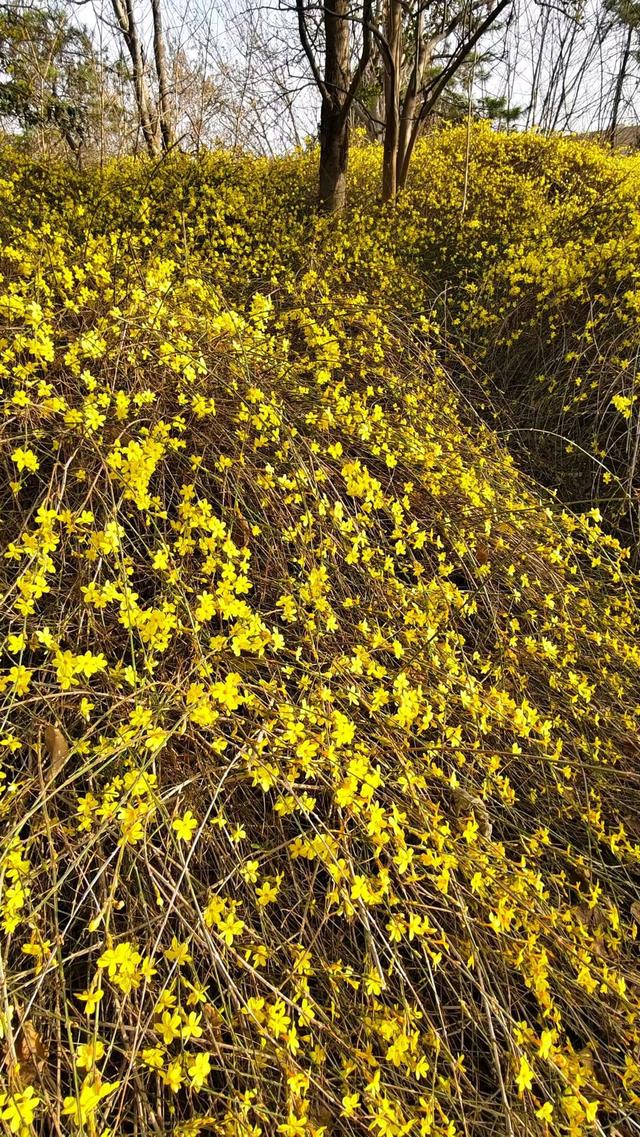 春信｜误入迎春花谷，​整个世界瞬间明媚灿烂