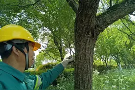 精准施策多措并举 钱塘区亮出妙招治“飞絮”图片