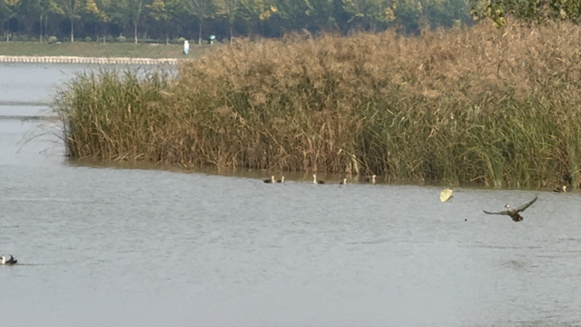 在秋冬的诗行里，尽赏“芦花飞雪”落中原！
