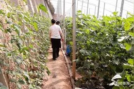 德州市陵城区：大棚甜瓜迎来“甜蜜”丰收季图片