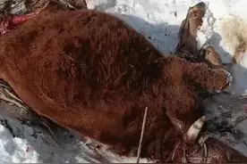 黑龙江哈尔滨境内发现野生东北虎踪迹图片